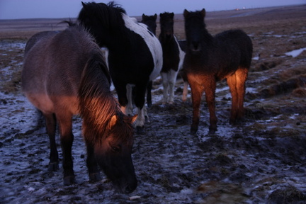 2012-12-05 Hvolsvollur Farm 03
