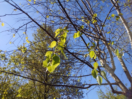2016-04-09 Hastings Park 05 Birch2