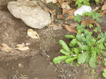 2017-05-17 2 Machu Picchu 203